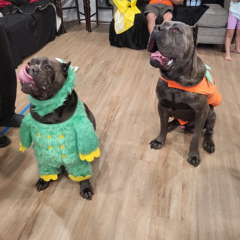 Pet‎ Halloween Thrills & Chills Pumpkin & Monster Costumes - Sold separately